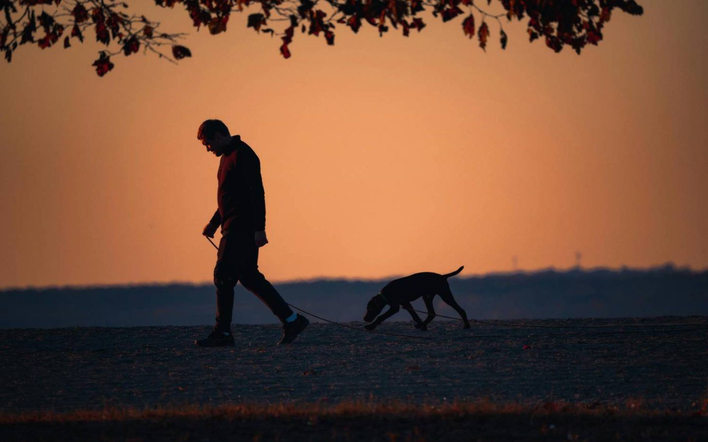Dog Walking at sunset